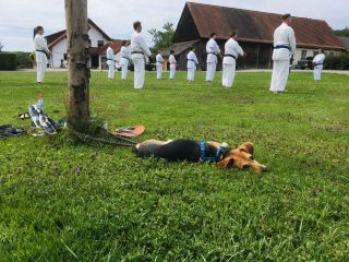Mehrere Karateka trainieren auf einer Wiese.