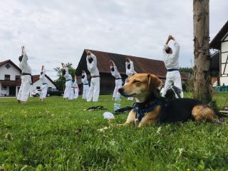 Mehrere Karateka dehnen sich auf der Wiese. Im Vordergrund liegt ein Hund.