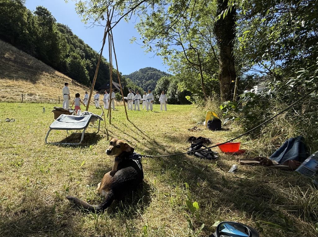 Auf einer Wiese unterhalb eines Hangs stehen zehn Karateka. Die Sonne scheint. Im Vordergrund liegt ein Hund im Schatten.